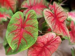 caladium2