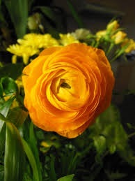 ranuculus